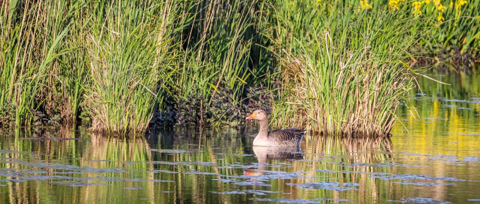 Goose at Fishlake Meadows, Hampshire